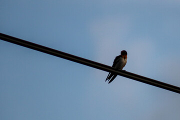 A bird perched on a power line with a blue sky in the background