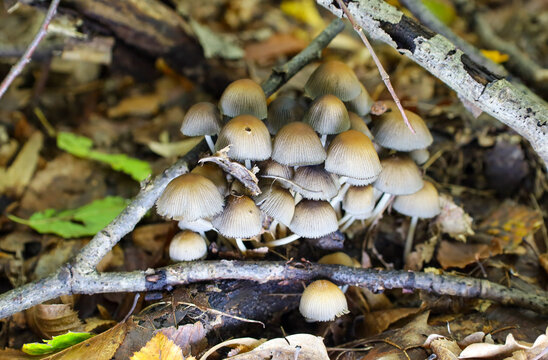 The macro shot displays a dense cluster of small ink cap mushrooms with thin stems and bell-shaped, beige-brown caps, growing on the forest floor.