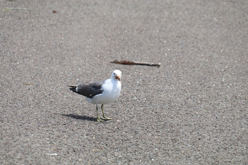 春の佐渡島。藻浦﨑にいたウミネコ。