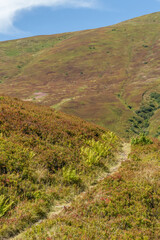 Scenic Mountain Trail in Borzhava Valley, Carpathians at Late Summer