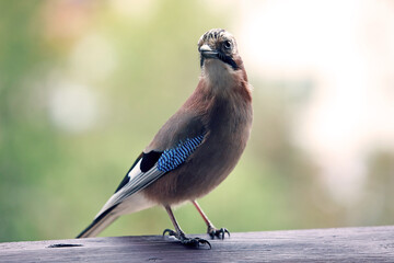 Eurasian Jay Bird on Feeder &ndash; Nature Photography