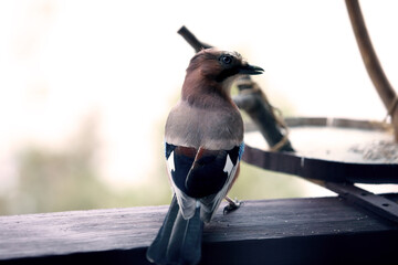 Eurasian Jay Bird on Feeder &ndash; Nature Photography