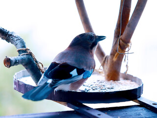 Eurasian Jay Bird on Feeder &ndash; Nature Photography
