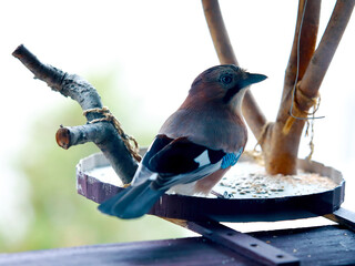 Eurasian Jay Bird on Feeder &ndash; Nature Photography
