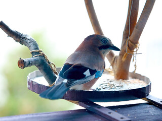 Eurasian Jay Bird on Feeder &ndash; Nature Photography