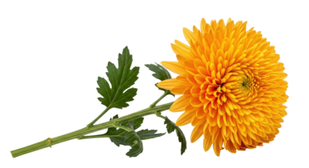 Isolated yellow-orange chrysanthemum flower with leafy green stem, botanical presentation