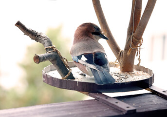 Eurasian Jay Bird on Feeder &ndash; Nature Photography