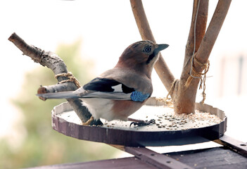Eurasian Jay Bird on Feeder &ndash; Nature Photography