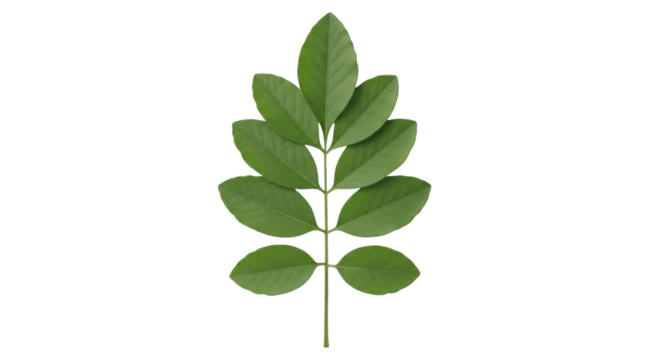 Isolated tropical leaf, botanical beauty against seamless backdrop, plant stem and vibrant leaves - Powered by Adobe