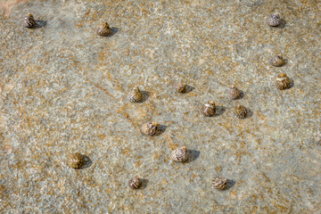 Seashells on Coastal Rocks at Cyprus Beach