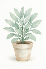 Fototapeta premium Hand-painted watercolor of a sage plant with soft silvery-green leaves in a whitewashed terracotta pot, isolated on white background.