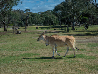 Eland an Eastern and southern African cow at Werribee Zoo in Melbourne  Victoria Australia is a beautiful zoo with lots of space for wild animals to roam around 