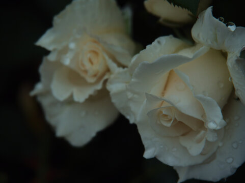 雨上がりの6月に美しく咲いた白色のバラ「パスカリ」