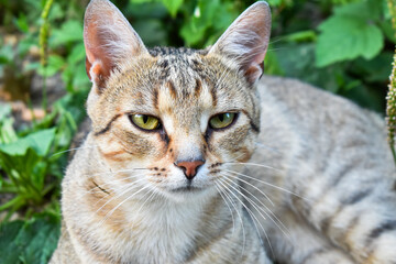 Close up of a cat from height looking into the camera