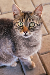 Close up of a cat from height looking into the camera