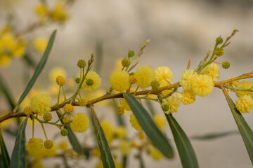 Yellow Acacia Flowers in Soft Focus, Cyprus