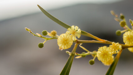 Yellow Acacia Flowers in Soft Focus, Cyprus
