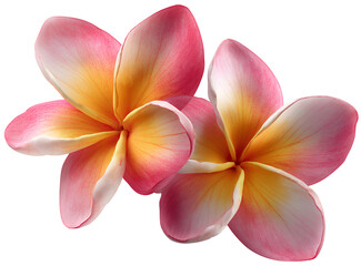 Obraz premium two pink and yellow frangipani flowers isolated on a transparent background