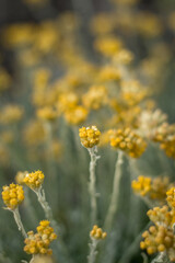  Italian Everlasting Flowers in Close-Up, Cyprus