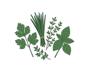 fresh herbs home cooking flat vector illustration style isolated on white background
