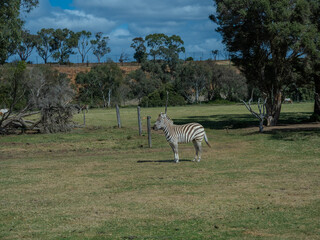 Zebra at Werribee Zoo in Melbourne  Victoria Australia is a beautiful zoo with lots of space for wild animals to roam around