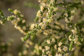  Hairy Thymelaea Branch with Flowers, Cyprus