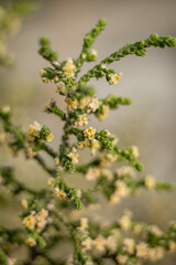 Hairy Thymelaea Branch with Flowers, Cyprus
