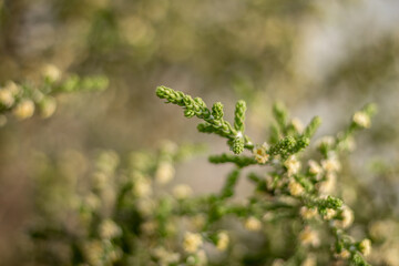  Hairy Thymelaea Branch with Flowers, Cyprus