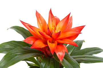 Charismatic Heliconia Flower