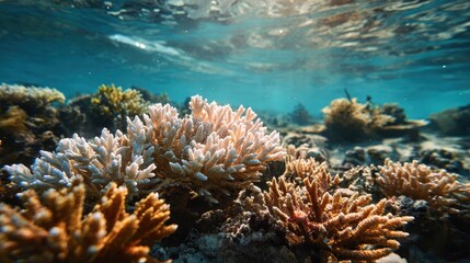 Obraz premium Dying Coral Reef. Close-up of Bleached Coral in Underwater Ecosystem