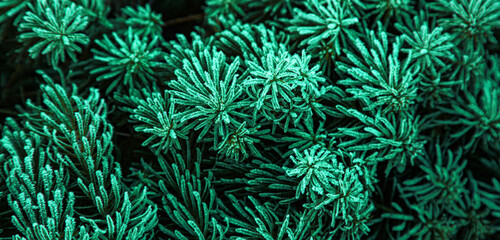 winter spruce in hoarfrost frosty morning. Background Hoarfrost Spruce.
