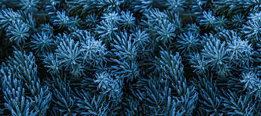 winter spruce in hoarfrost frosty morning. Background Hoarfrost Spruce.