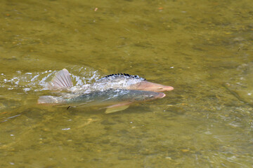 Obraz premium ティラピア