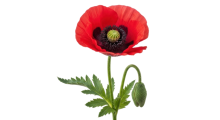 Isolated Poppy flower with bud on stem and leaves, red blooming blossom, spring nature flora