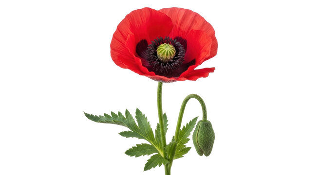 Isolated Poppy flower with bud on stem and leaves, red blooming blossom, spring nature flora