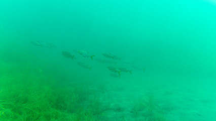 Ein Schwarm Plötzen in einem See