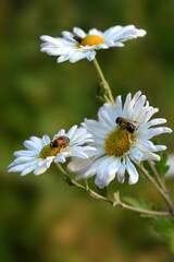 Obraz premium Bees sitting in white flowers