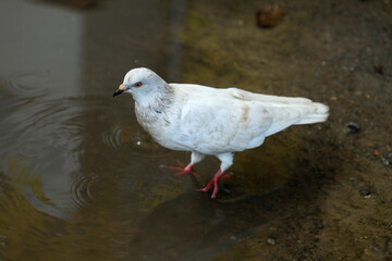 White dove in dirty puddle