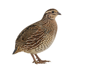Isolated Brown Quail Posing Upright Standing, Medium-Sized Game Bird in the Pheasant Family