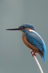 perched on a branch over clear water, showcasing its striking blue and orange plumage. Known for its keen hunting skills, it dives swiftly to catch small fish and insects