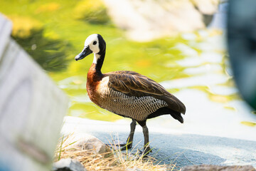 Brazilian duck in aviary in park in brazil