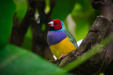 colorful bird on a branch