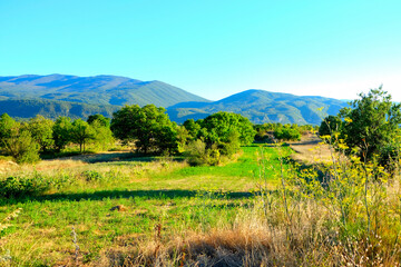 Obraz premium A vibrant, sunny rural landscape featuring golden harvested fields and a line of green trees, set against a backdrop of hazy blue mountains in Abruzzo, Italy.