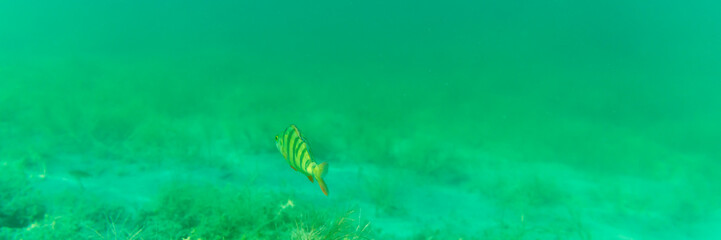 Ein Barsch in einem See