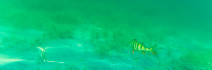 Ein Barsch in einem See