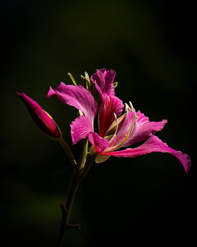 vibrant pink and purple orchid-like flowers and distinctive bilobed leaves. Perfect for botanical, garden, and nature photography collections