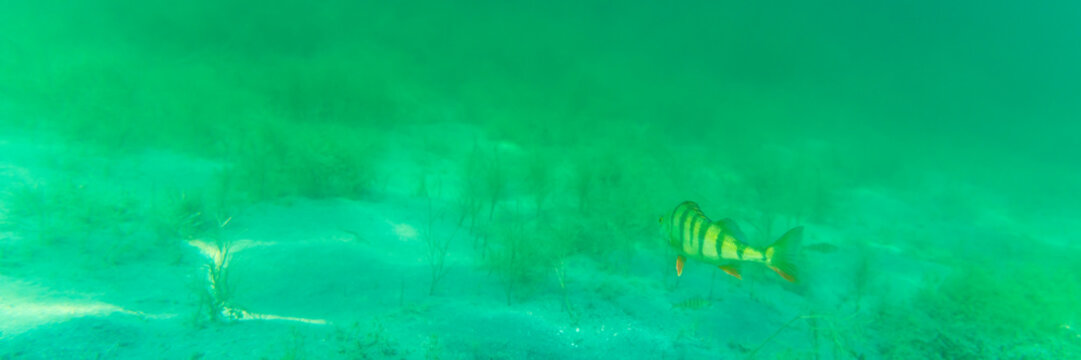 Ein Barsch in einem See