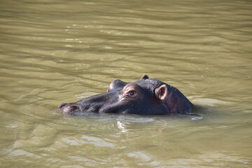 Fototapeta premium Hippopotamus bathing in the river near Saint Lucia in South Africa