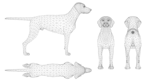 German Shorthaired Pointer wireframe composed of geometric shapes and lines, creating a realistic representation of the intelligent and loyal dog breed.