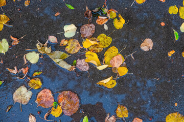 Colorful Autumn Leaves Floating on Rainy Pavement